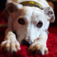Oldies Club (2)
