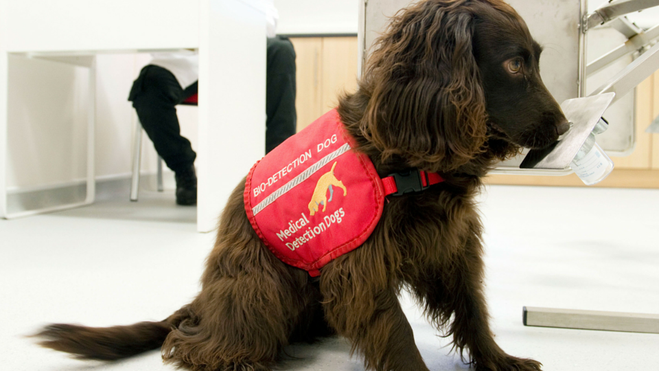 medical-detection-dogs-these-incredible-dogs-can-detect-cancer